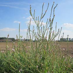 Verveine officinale